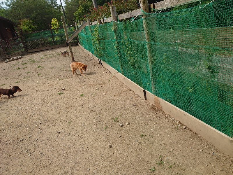 f：id：roukenhome-ann：20200604204112j：plain
