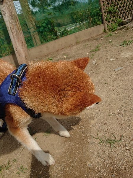 f：id：roukenhome-ann：20200604204730j：plain