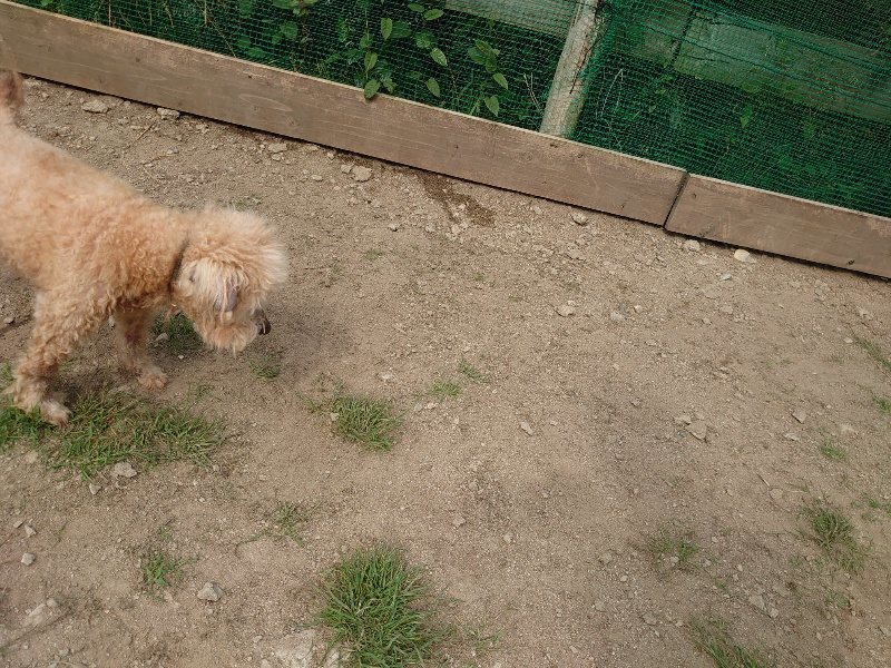 f：id：roukenhome-ann：20200604205312j：plain