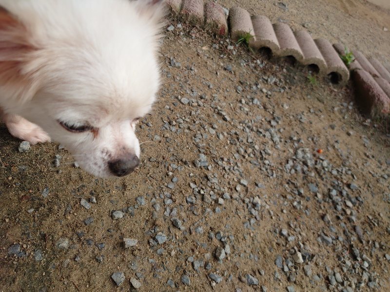 f:id:roukenhome-ann:20200604212615j:plain f:id:roukenhome-ann:20200604212615j:plain