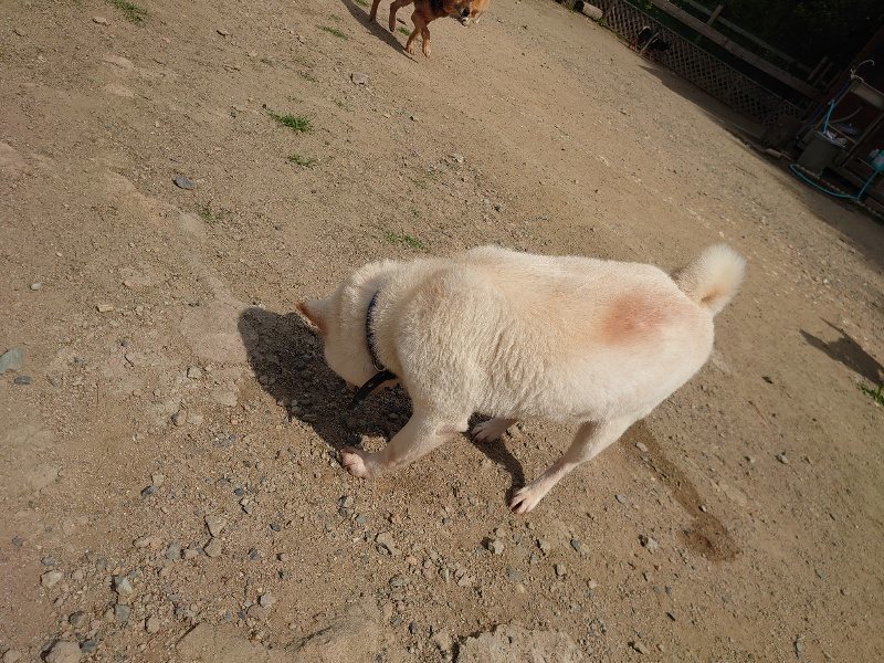 f:id:roukenhome-ann:20200604212943j:plain f:id:roukenhome-ann:20200604212943j:plain