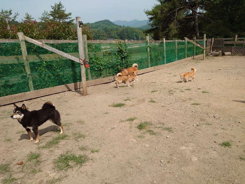 f:id:roukenhome-ann:20200604212954j:plain f:id:roukenhome-ann:20200604212954j:plain