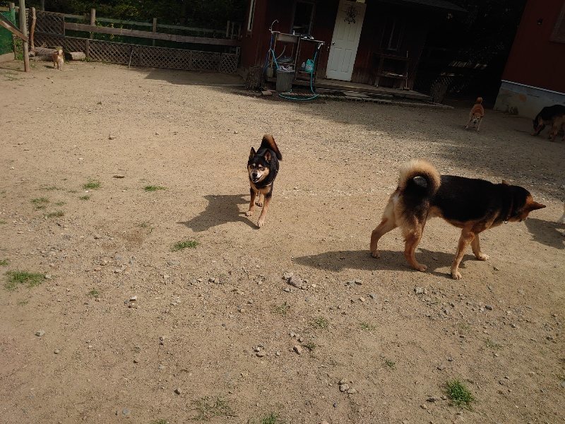f:id:roukenhome-ann:20200604213042j:plain f:id:roukenhome-ann:20200604213042j:plain