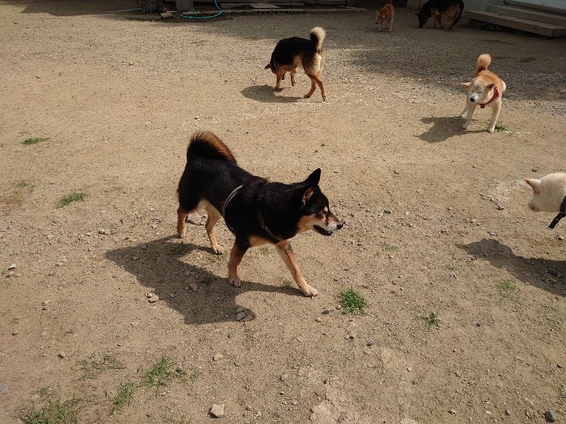f:id:roukenhome-ann:20200604213100j:plain f:id:roukenhome-ann:20200604213100j:plain