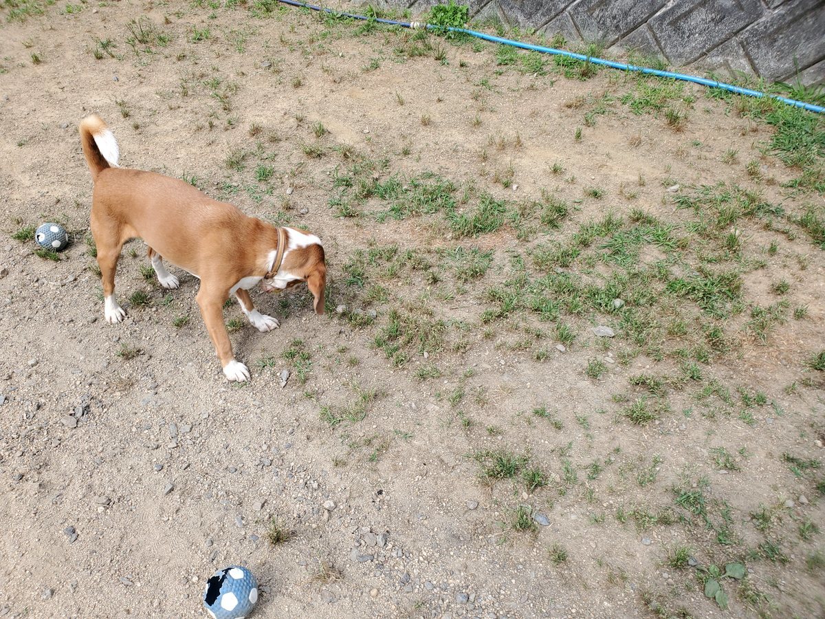 f：id：roukenhome-ann：20200606091046j：plain