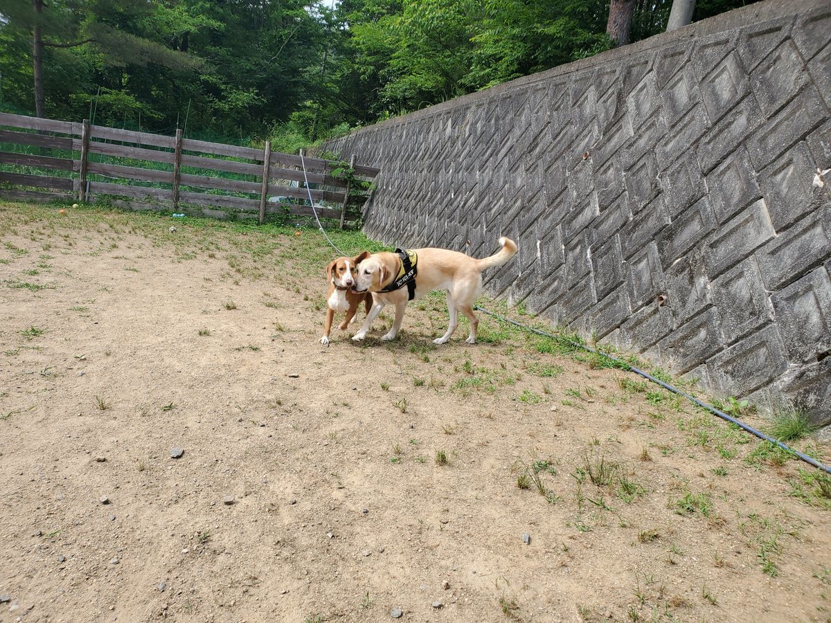 f：id：roukenhome-ann：20200606091443j：plain