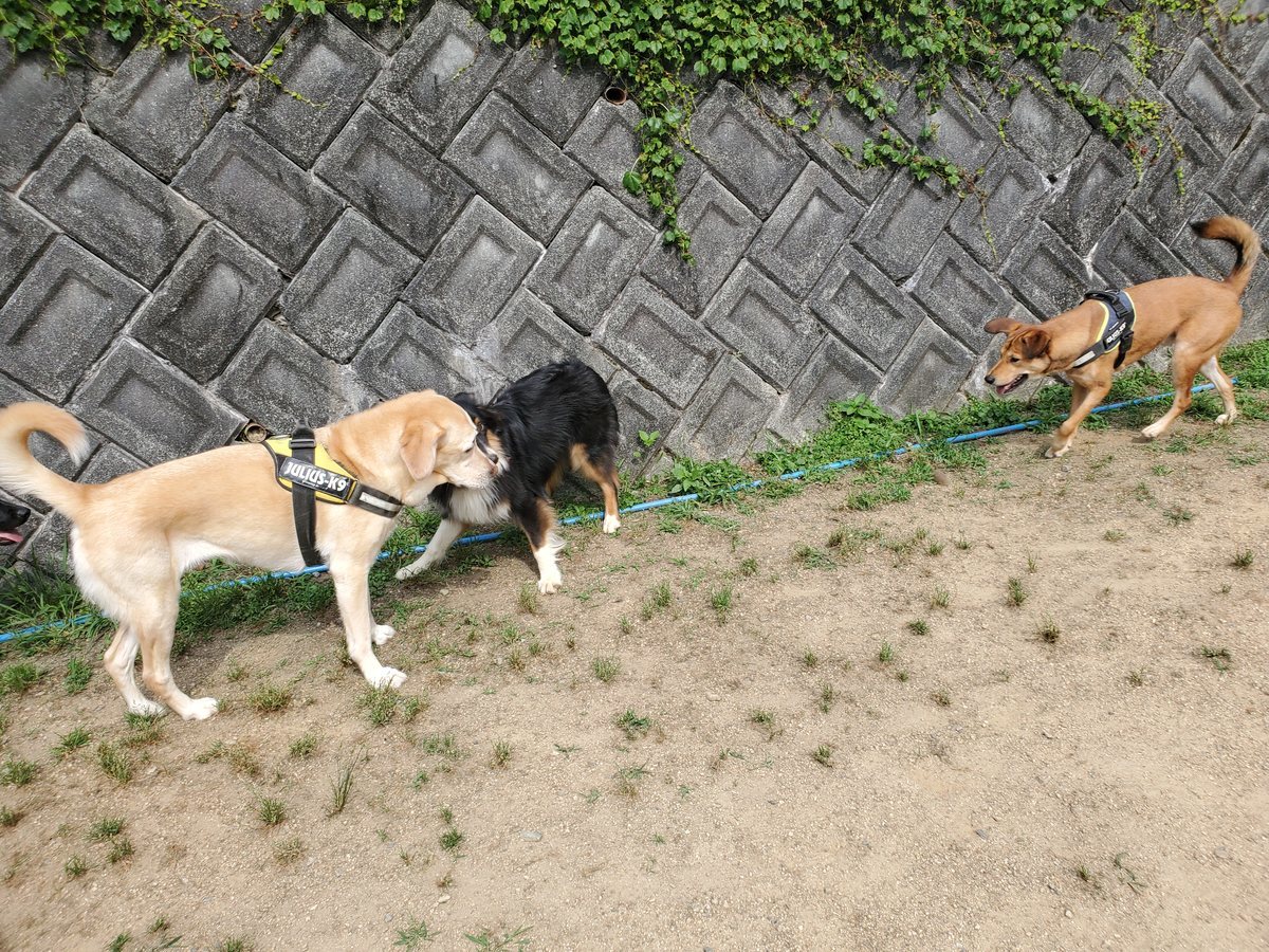f：id：roukenhome-ann：20200606091752j：plain