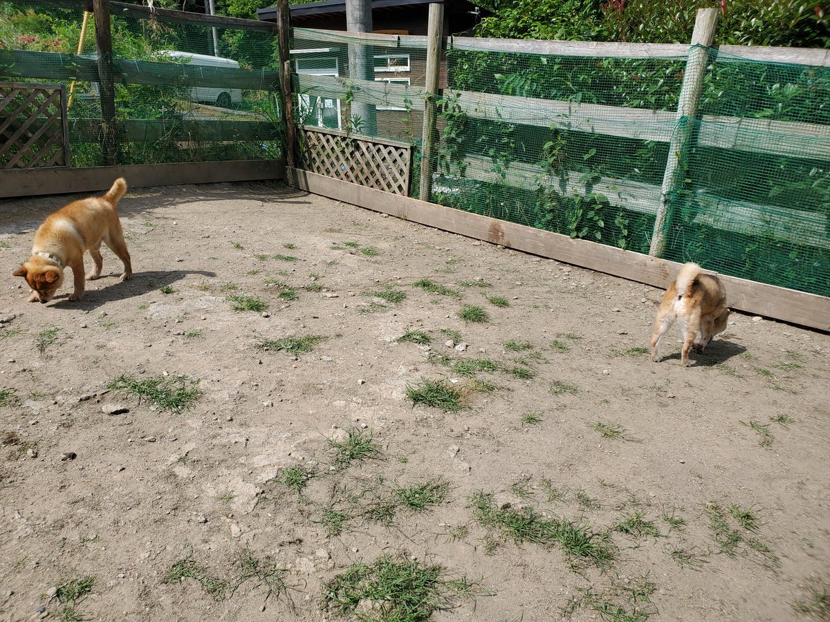 f：id：roukenhome-ann：20200606134730j：plain