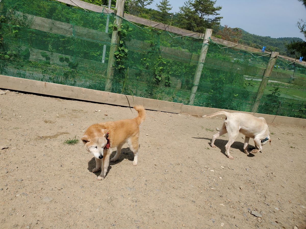 f：id：roukenhome-ann：20200606140154j：plain