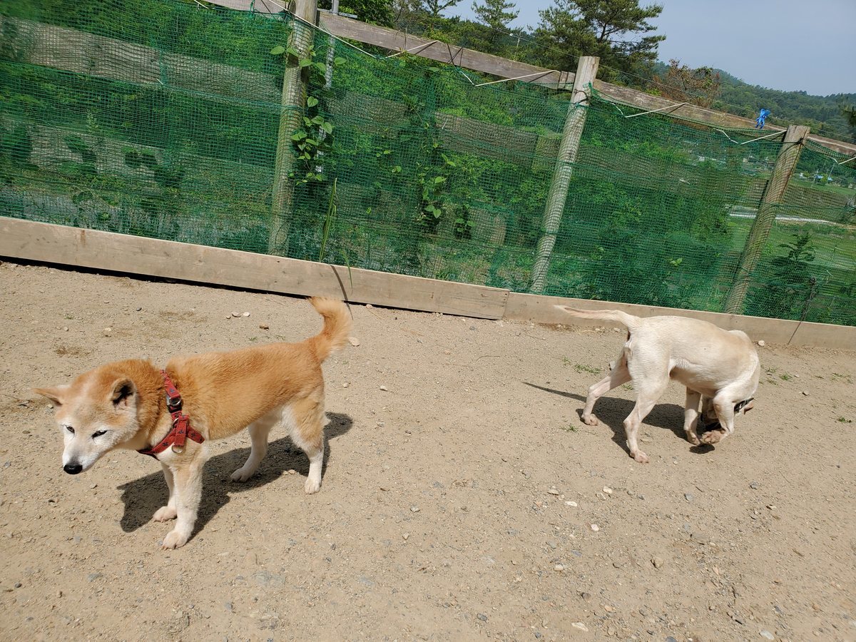 f：id：roukenhome-ann：20200606140301j：plain