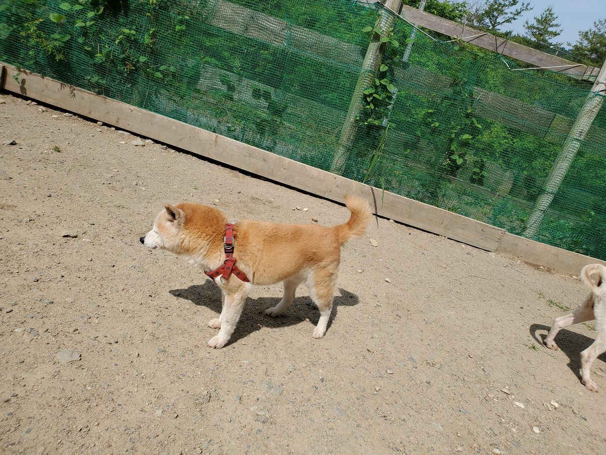 f：id：roukenhome-ann：20200606140410j：plain