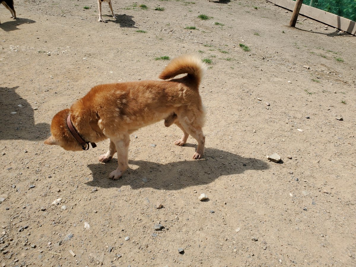 f：id：roukenhome-ann：20200606140515j：plain