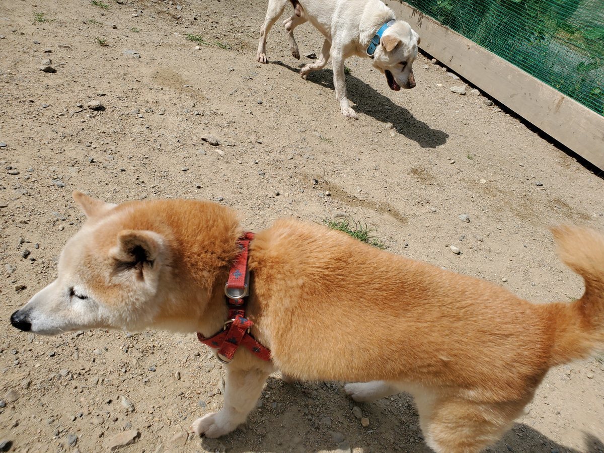 f：id：roukenhome-ann：20200606140837j：plain