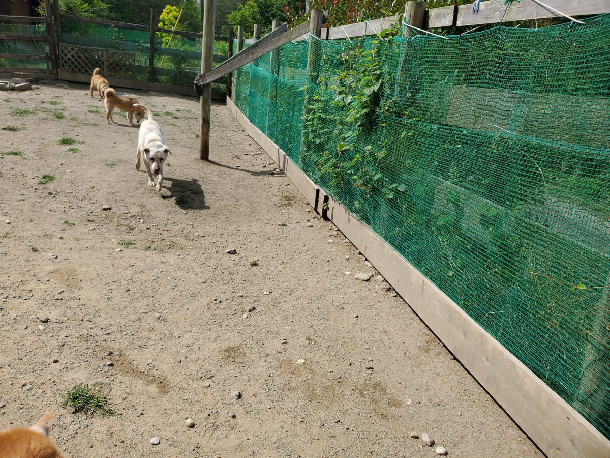 f：id：roukenhome-ann：20200606141253j：plain