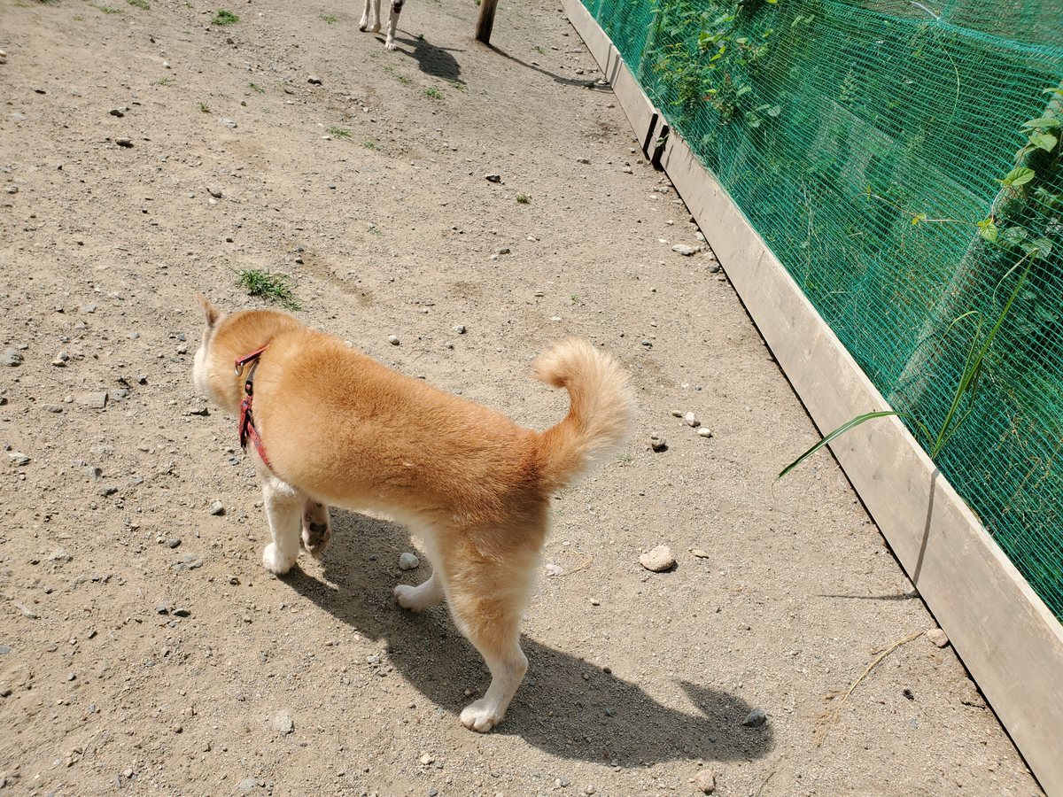 f：id：roukenhome-ann：20200606141418j：plain