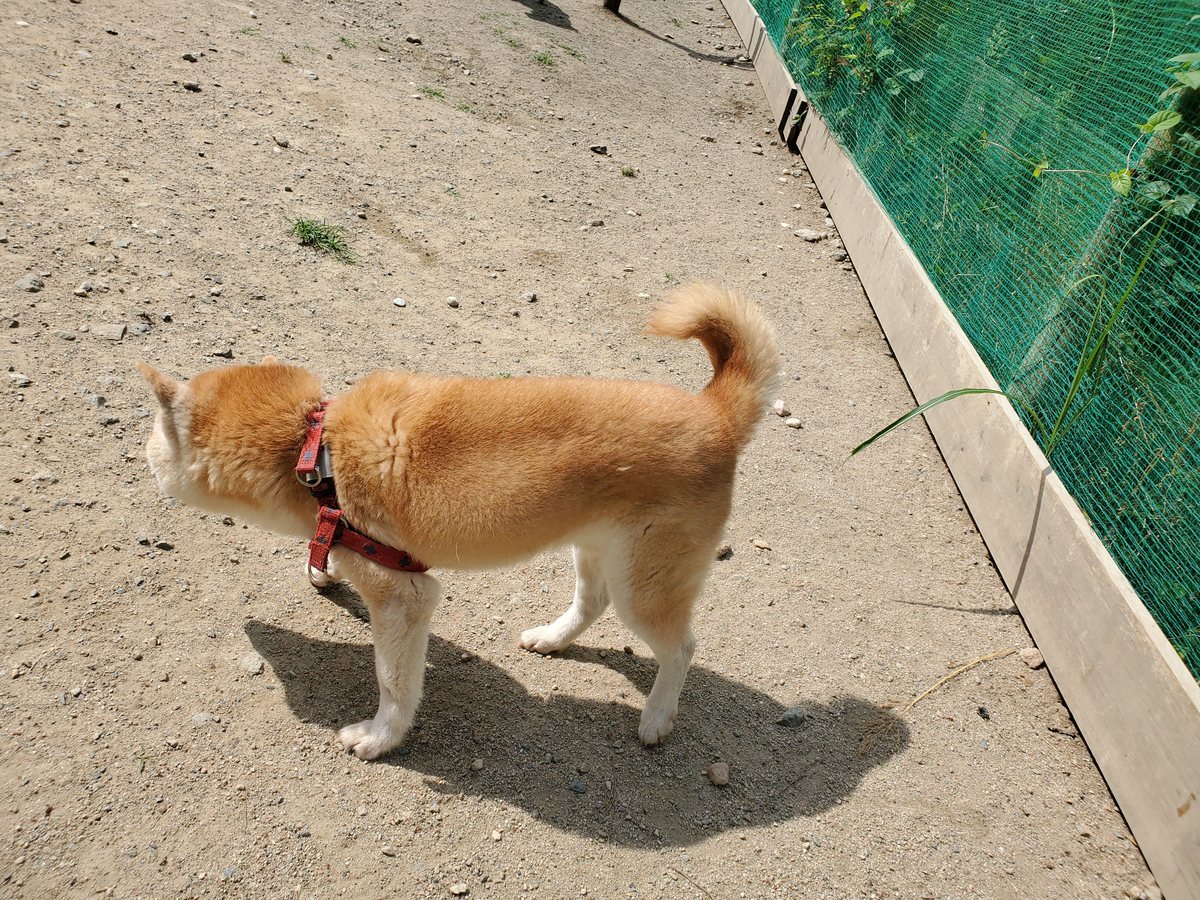 f：id：roukenhome-ann：20200606141530j：plain