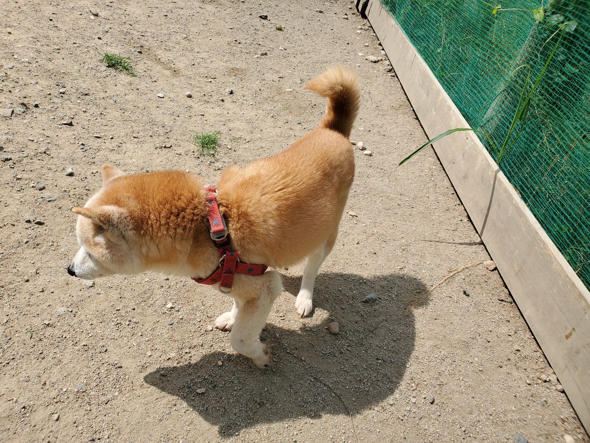 f：id：roukenhome-ann：20200606141655j：plain