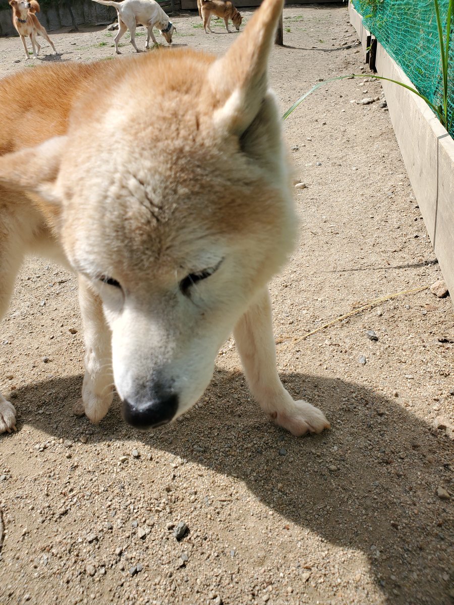 f：id：roukenhome-ann：20200606141958j：plain