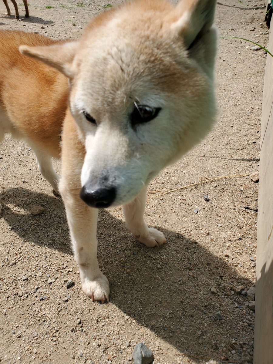 f：id：roukenhome-ann：20200606142059j：plain