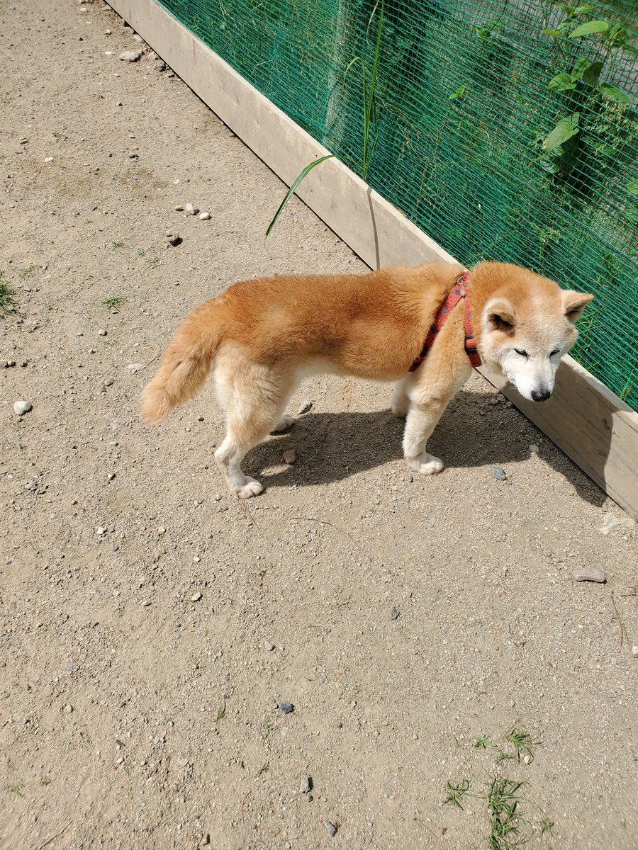 f：id：roukenhome-ann：20200606142359j：plain
