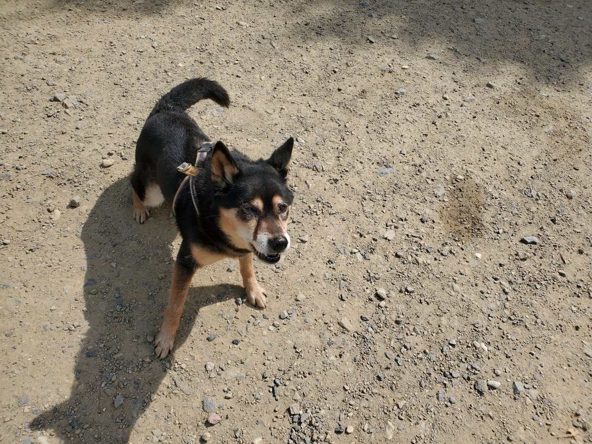 f：id：roukenhome-ann：20200606142711j：plain