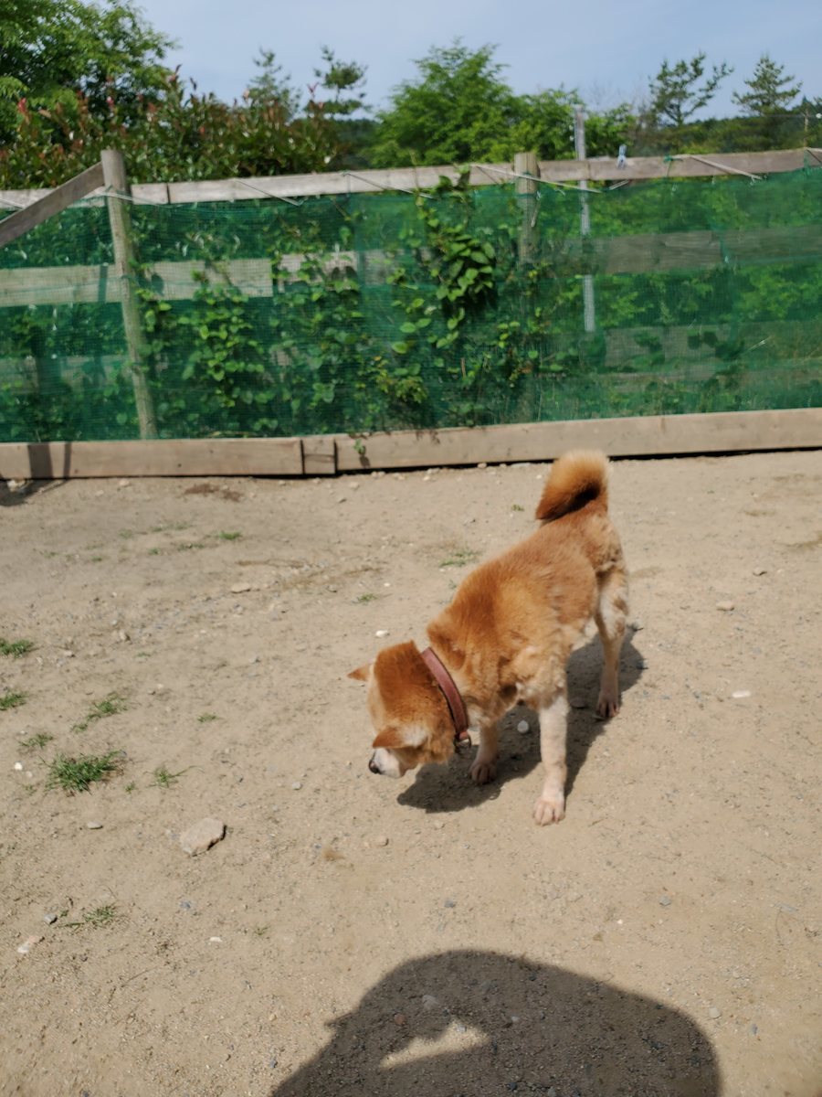 f：id：roukenhome-ann：20200606143332j：plain