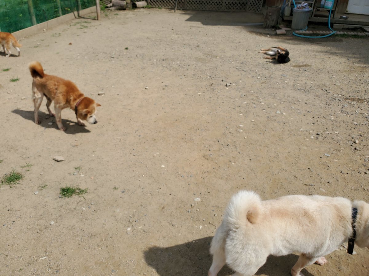 f：id：roukenhome-ann：20200606143657j：plain