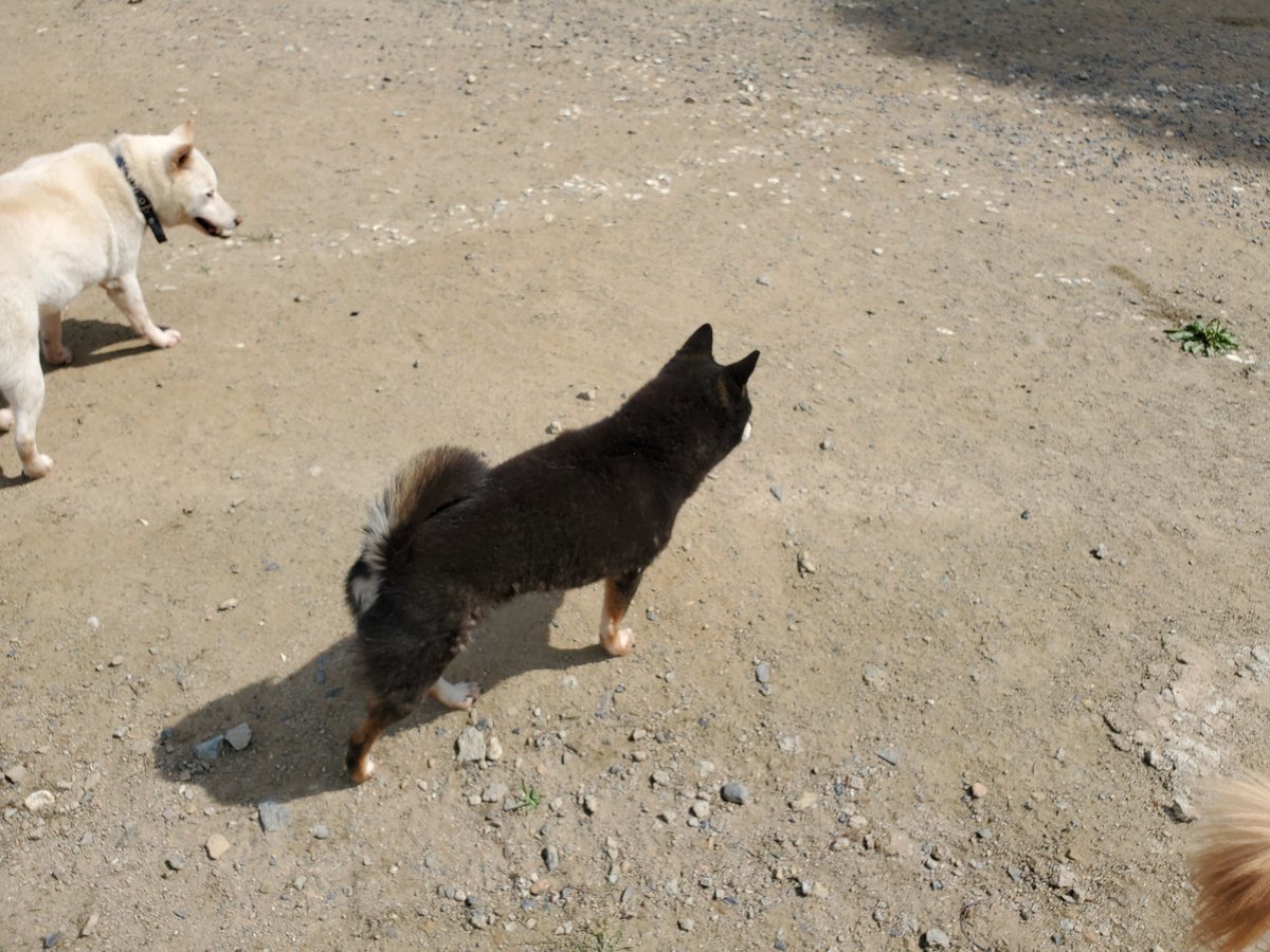 f：id：roukenhome-ann：20200606143814j：plain