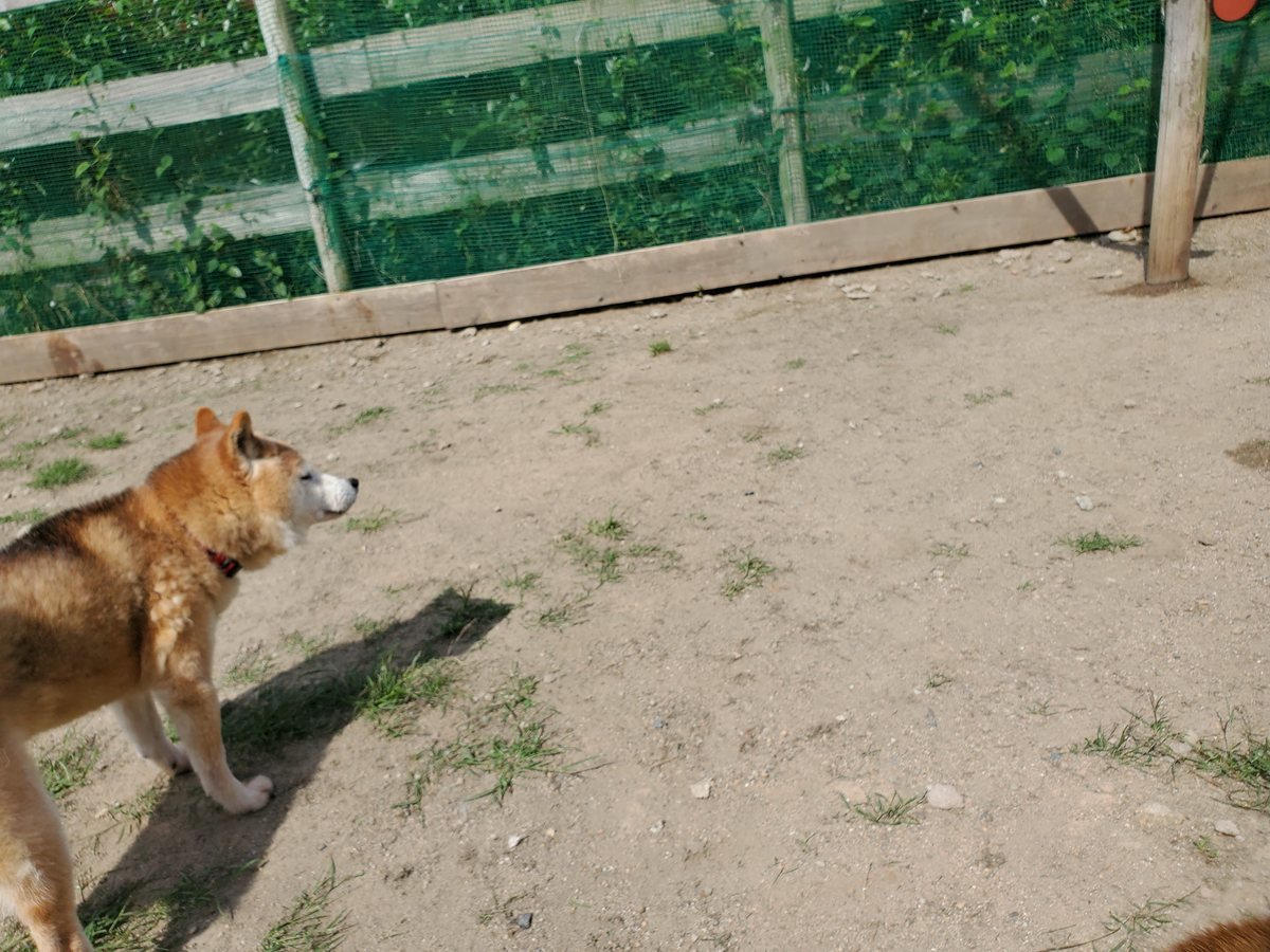 f：id：roukenhome-ann：20200606143856j：plain