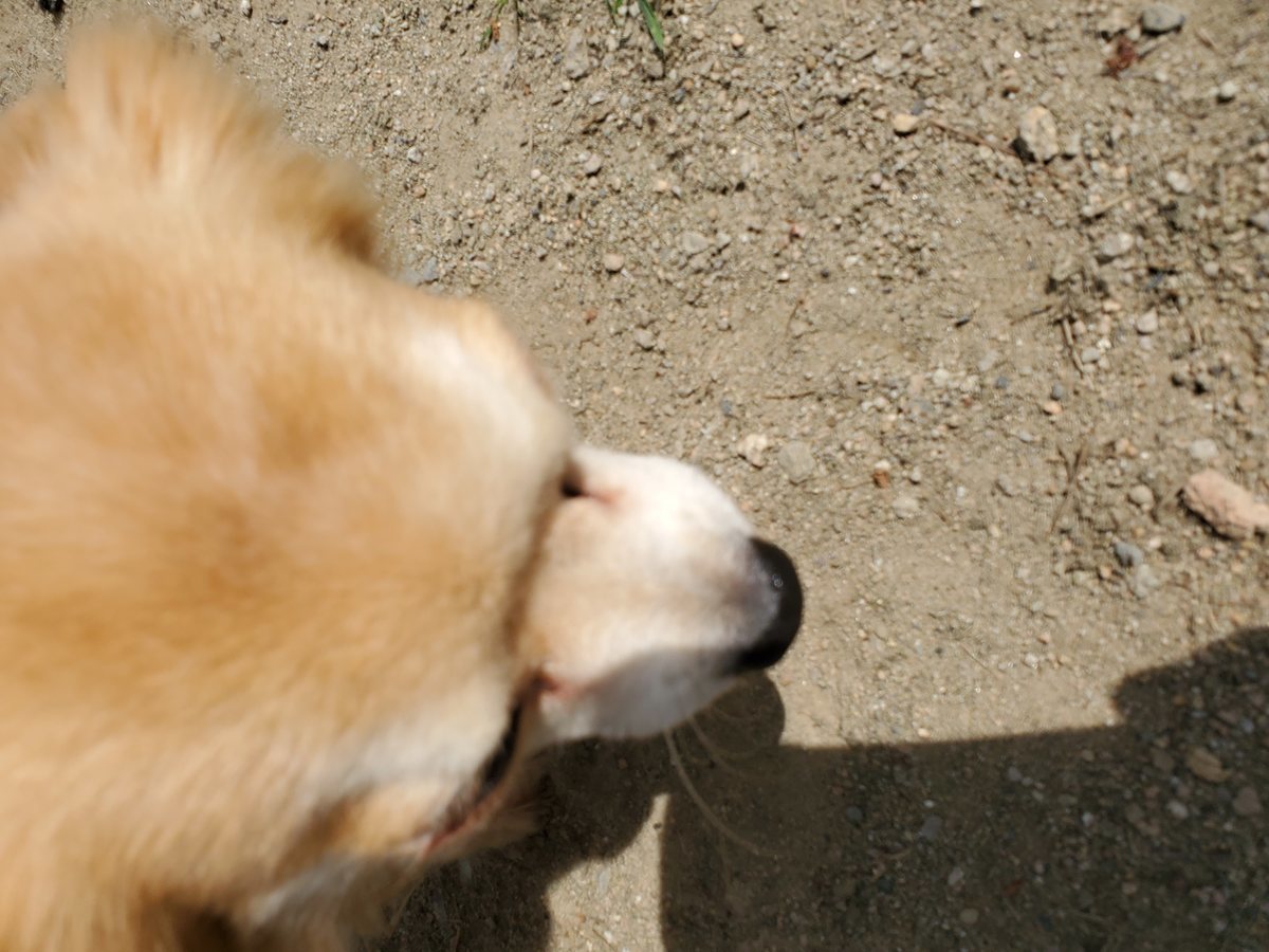 f：id：roukenhome-ann：20200606144212j：plain