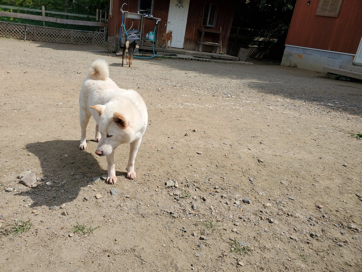 f：id：roukenhome-ann：20200606145746j：plain