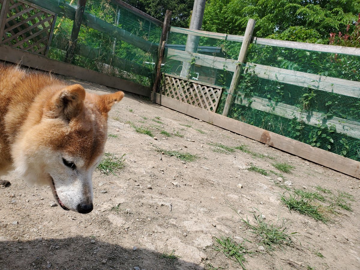 f：id：roukenhome-ann：20200606150605j：plain