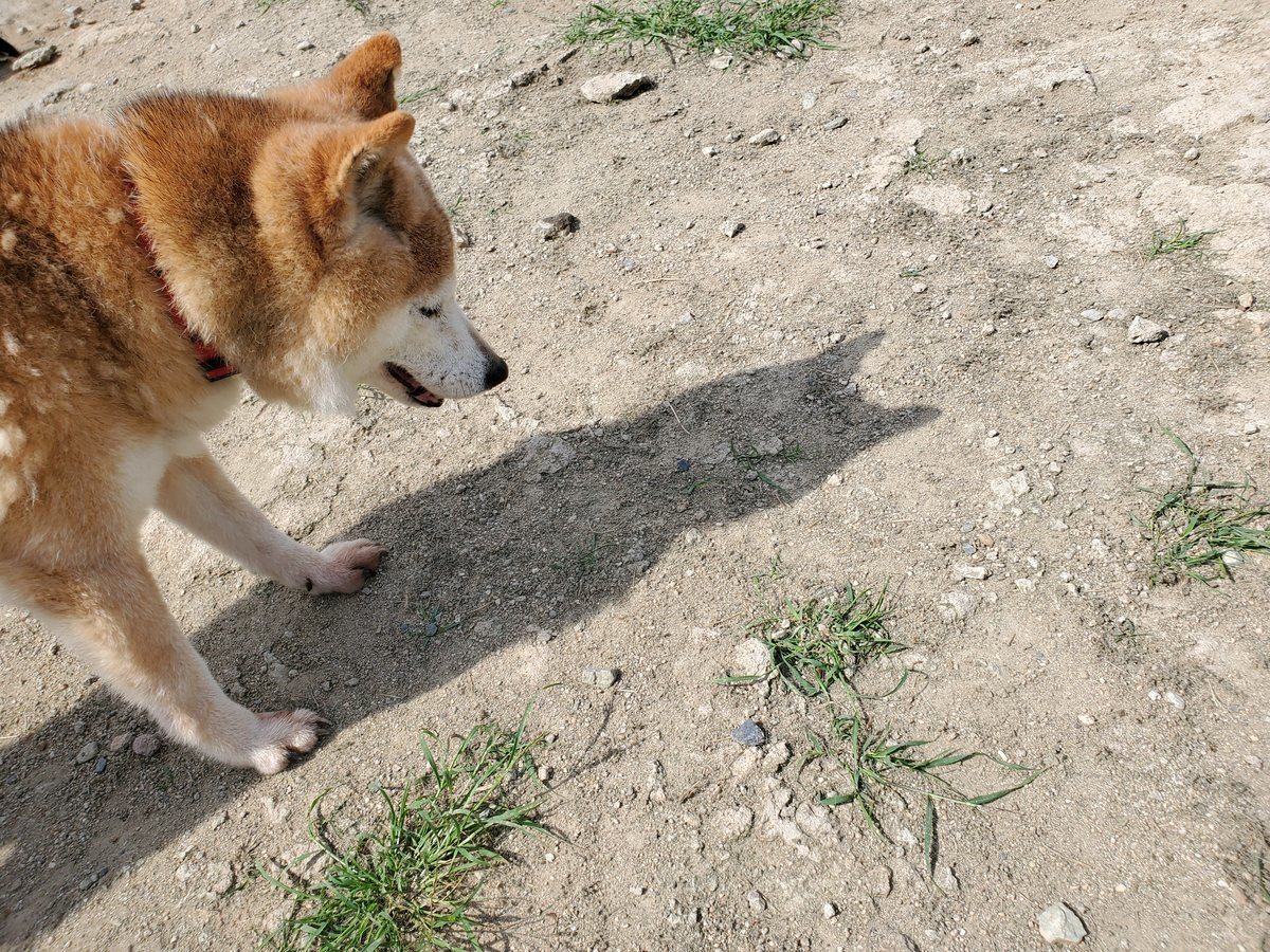 f：id：roukenhome-ann：20200606150912j：plain
