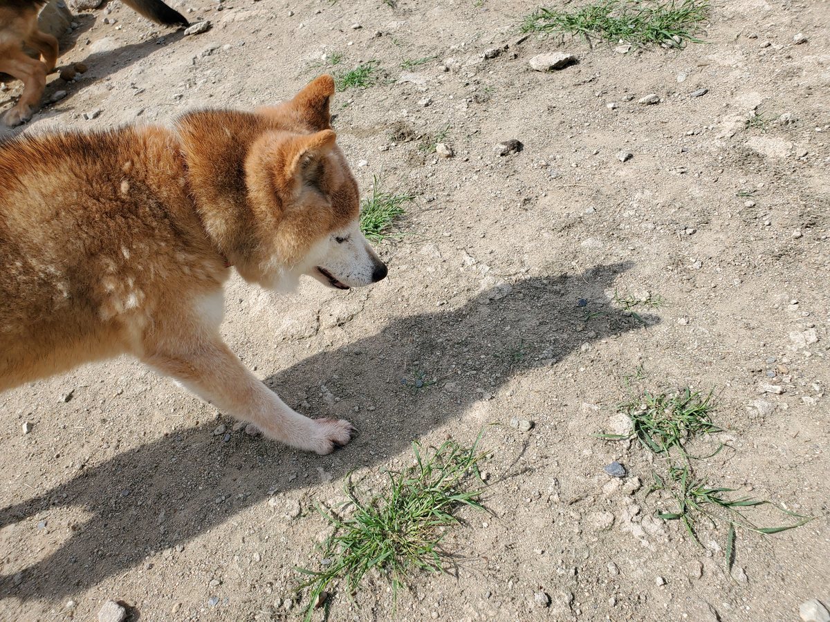 f：id：roukenhome-ann：20200606151023j：plain