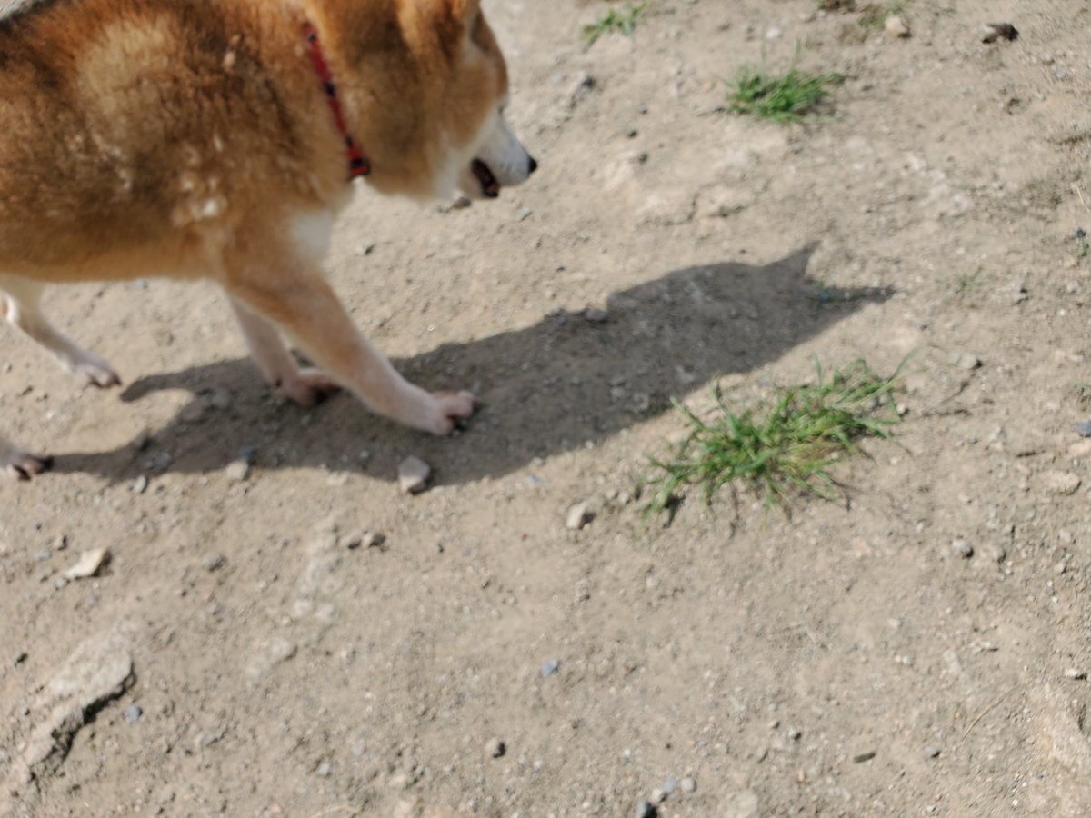 f：id：roukenhome-ann：20200606151103j：plain