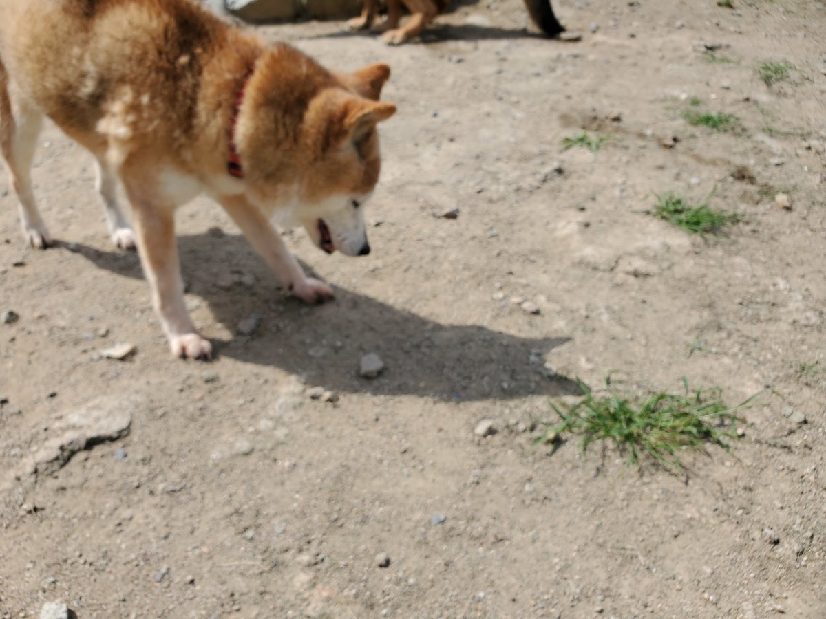 f：id：roukenhome-ann：20200606151136j：plain