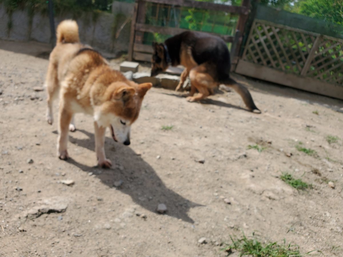 f：id：roukenhome-ann：20200606151211j：plain