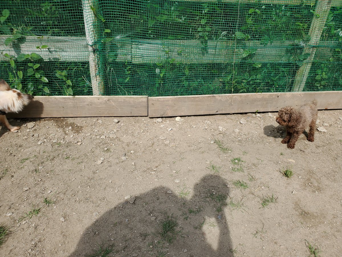 f：id：roukenhome-ann：20200606172227j：plain