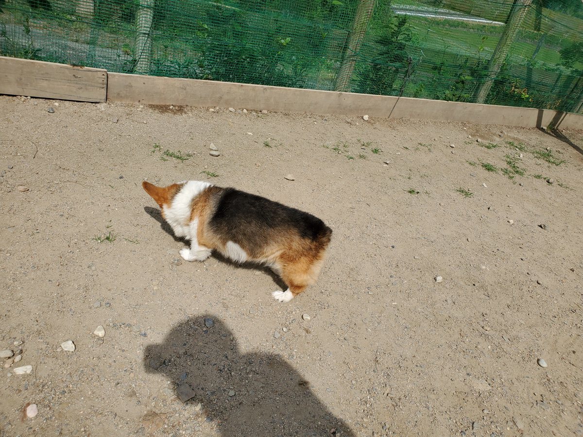 f：id：roukenhome-ann：20200606190807j：plain