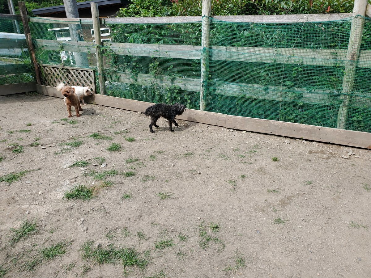 f：id：roukenhome-ann：20200606203819j：plain