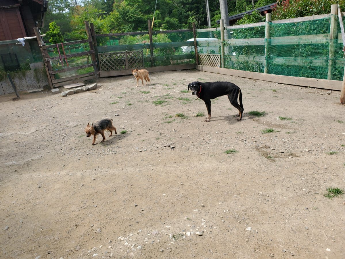 f：id：roukenhome-ann：20200606221310j：plain