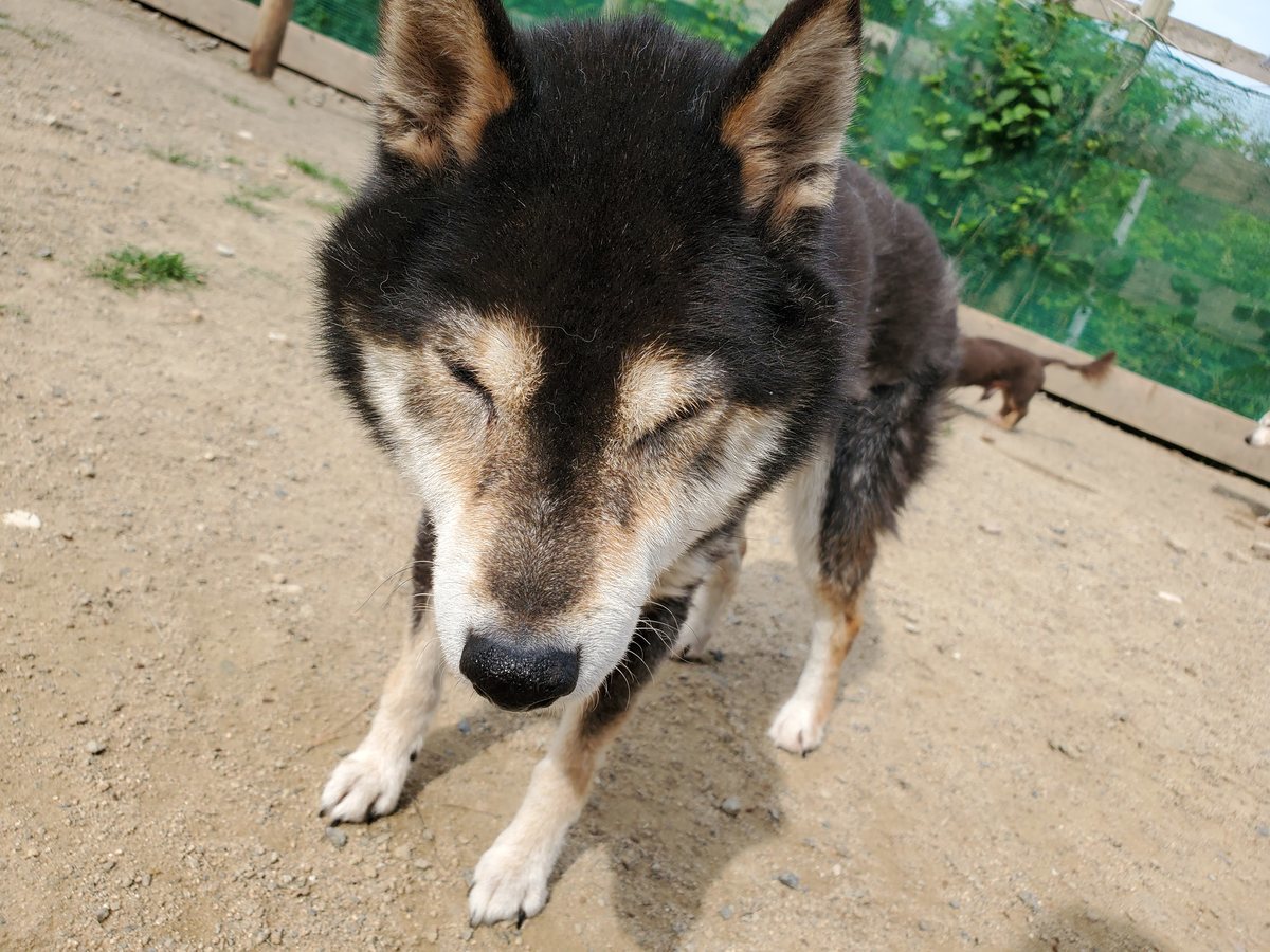 f：id：roukenhome-ann：20200606221440j：plain