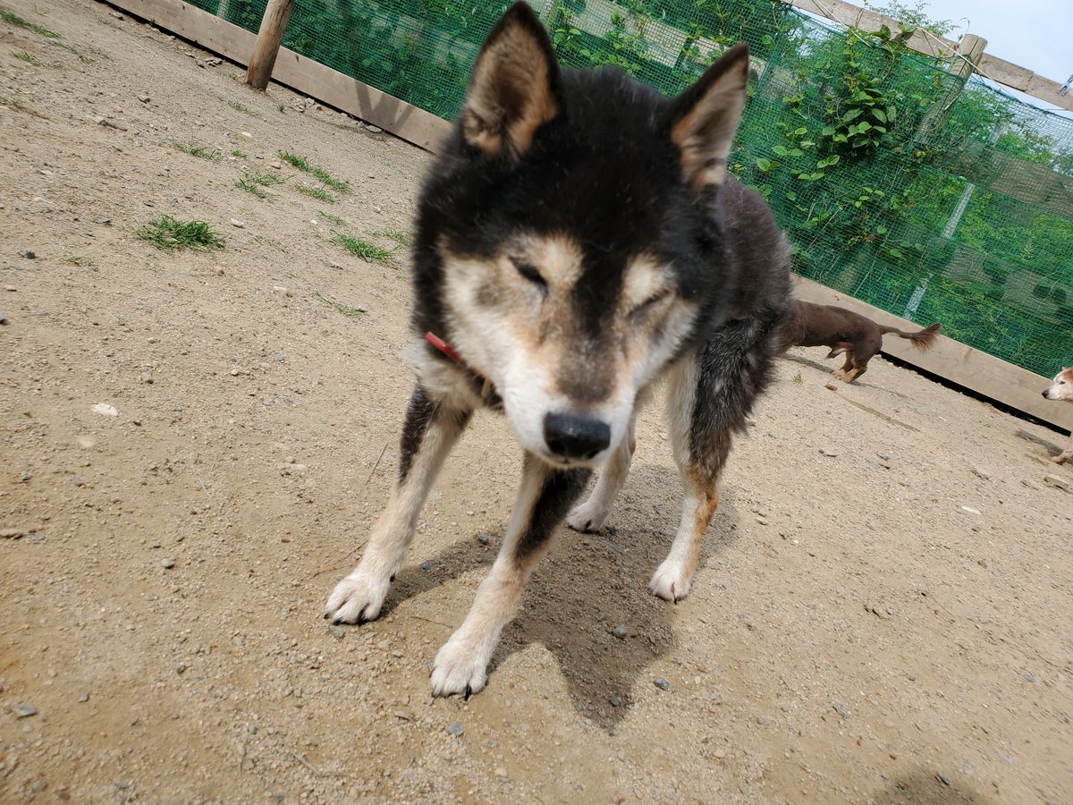 f：id：roukenhome-ann：20200606221542j：plain