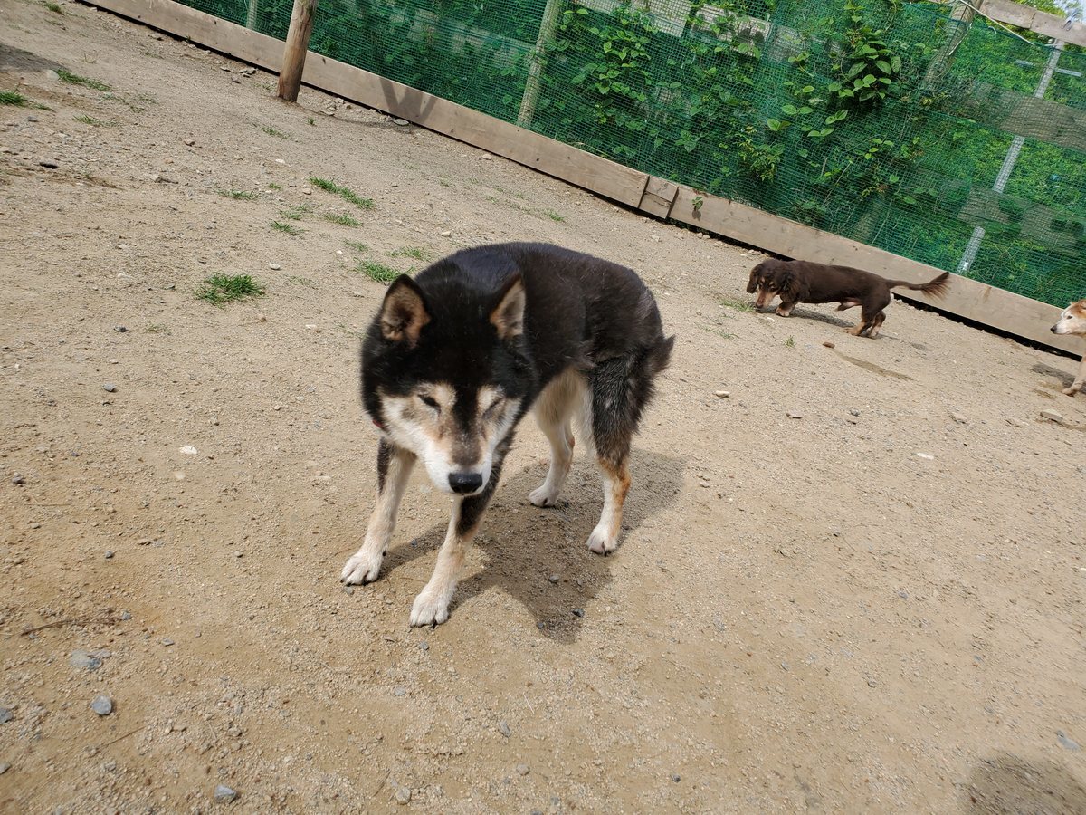 f：id：roukenhome-ann：20200606221707j：plain