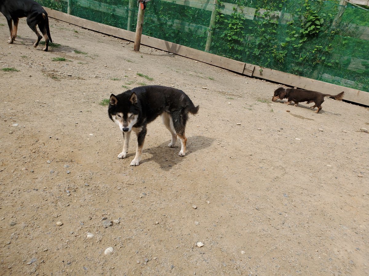 f：id：roukenhome-ann：20200606221813j：plain