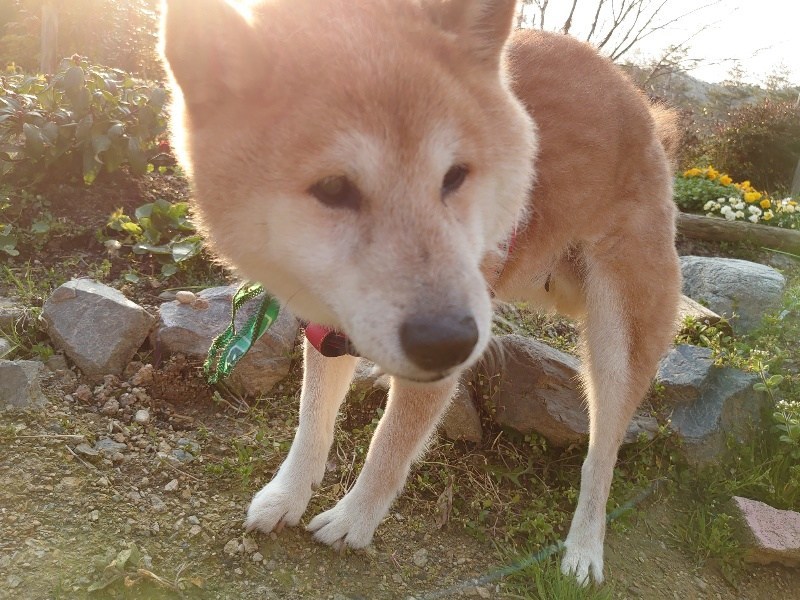 f:id:roukenhome-ann:20200708100133j:plain