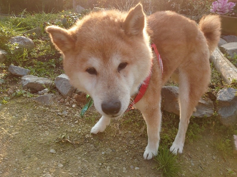 f:id:roukenhome-ann:20200708100143j:plain