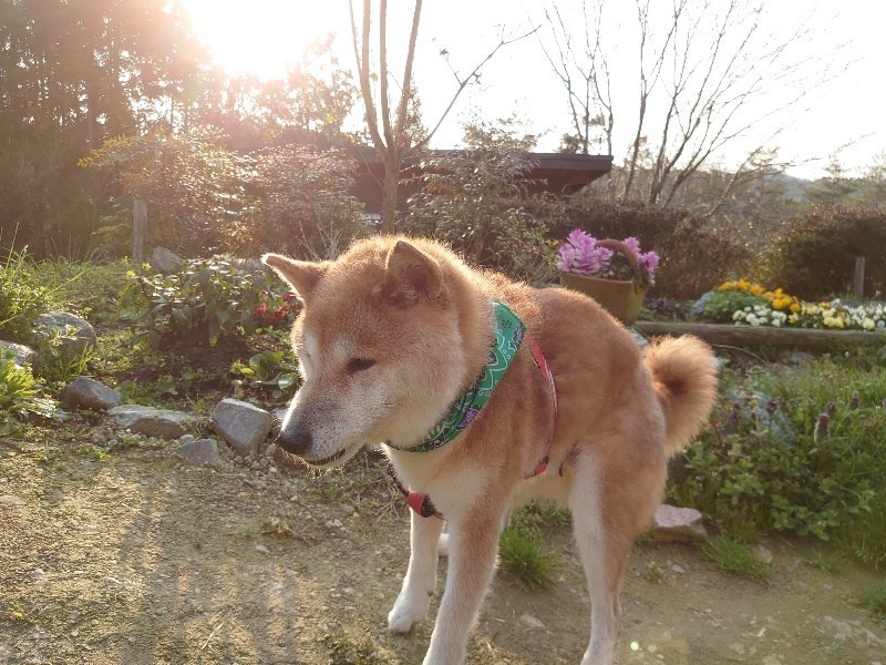 f:id:roukenhome-ann:20200708100151j:plain