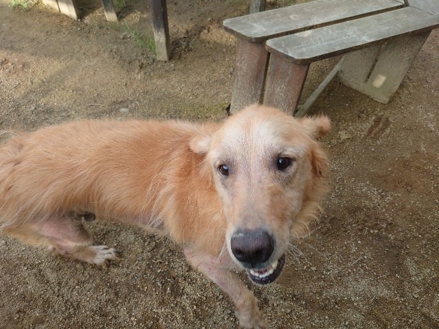 f：id：roukenhome-ann：20200717131825j：plain