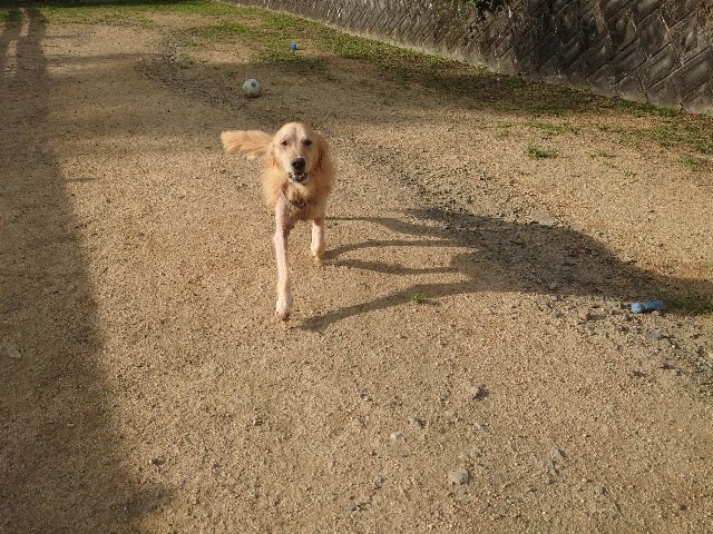 f：id：roukenhome-ann：20200717131834j：plain